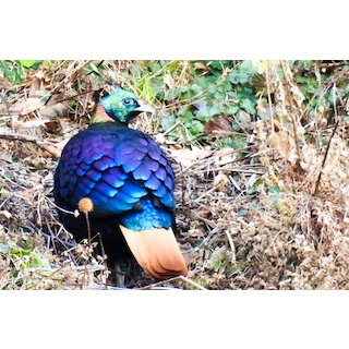 Himalayan Monal (Lophophorus impejanus)