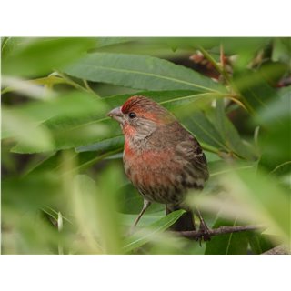 House Finch (Haemorhous mexicanus)