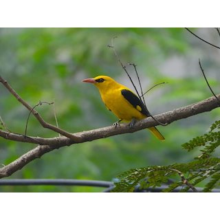 Indian Golden Oriole (Oriolus kundoo) 2021