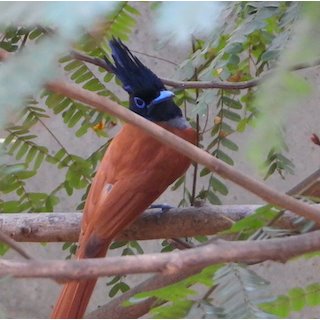 Indian paradise flycatcher (Terpsiphone paradisi) 2021