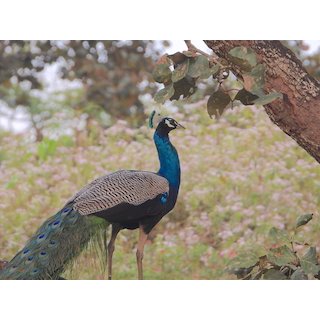 Indian peafowl (Pavo cristatus)