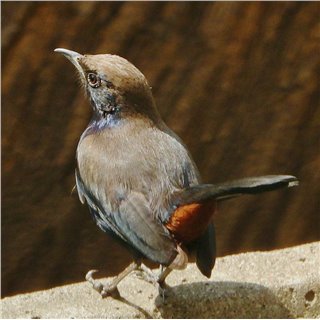 Indian Robin (Copsychus fulicatus)