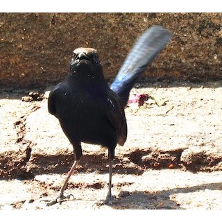 Indian Robin (Saxicoloides fulicata)
