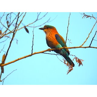 Indian Roller (Coracias benghalensis)