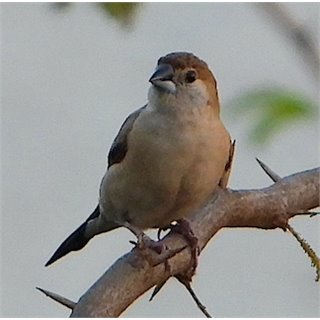 Indian Silverbill Diu, March 2021