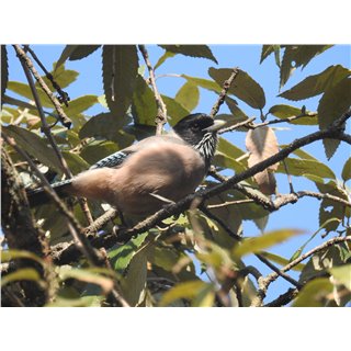 Jays {Garrulus spp.) Treepie (Dendrocitta spp.) &amp; Magpie (Urocissa spp)
