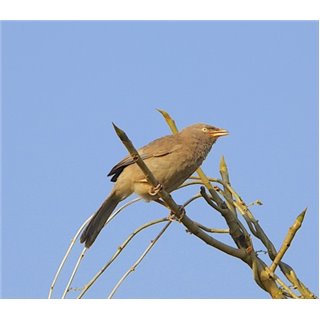 Jungle Babbler (Argya striata)