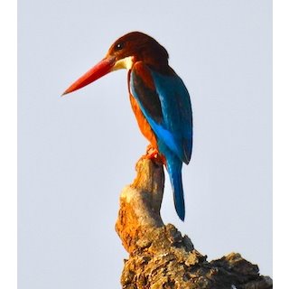 Kingfishers (Family - Alcedinidae)