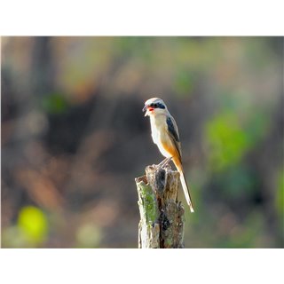 Long-tailed Shrike or Rufous-backed Shrike (Lanius schach)