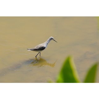 Marsh Sandpiper, Porbundar, March 2021