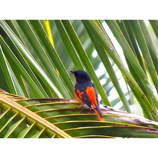 Minivets (Pericrocrotus spp.)