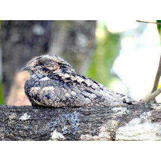 Nightjar (Caprimulgus spp.)