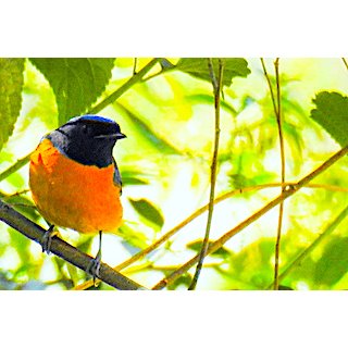 Niltava (Niltava spp.)