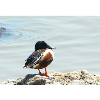 Northern Shoveller, Gujarat Coast, March 2021