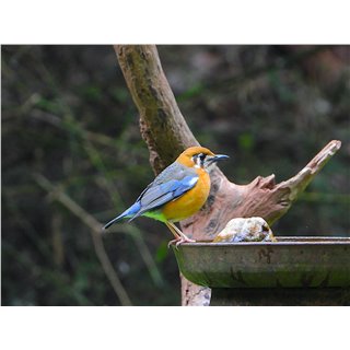 Orange-headed Thrush,  (Zoothera citrina)