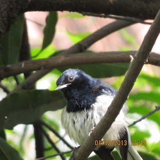 Oriental Magpie Robin (Copsychus saularis)