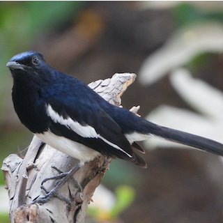 Oriental Magpie-robin  (Copsychus saularis) 2021