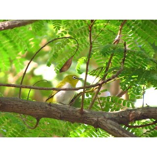 Oriental White Eye (Zosterops palpebrosus)