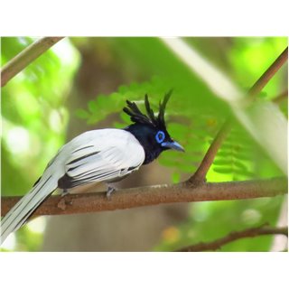 Paradise Flycatcher (Terpsiphone paradisi)