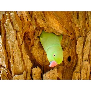 Parakeets (Loriculuus vernalis &amp; Psittacula spp.)