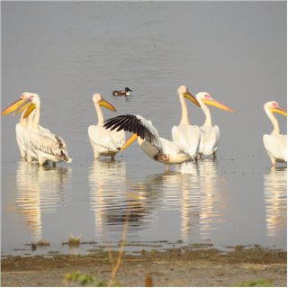 Pelicans (Pelicanus spp.)