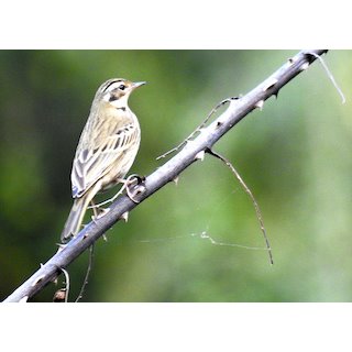 Pipits (Anthus spp.)