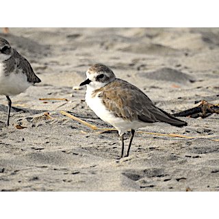 Plovers (Charadrius spp.)