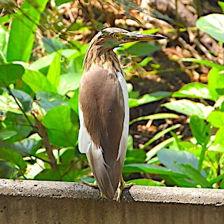 Pond Heron in my Backyard: Breeding plumage