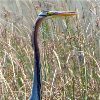 Purple Heron, Gujarat Coast March 2021