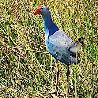 Purple Moorehen, Mokar Sagar, Porbundar, March 2021
