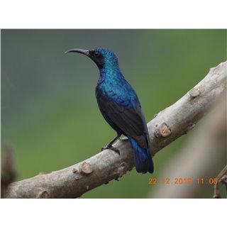 Purple sunbird (Cinnyris asiaticus)