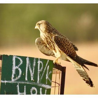 Kestrels (Falco spp.)