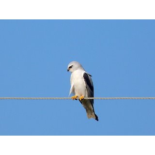 Black-winged kite (Elanus caeruleus)