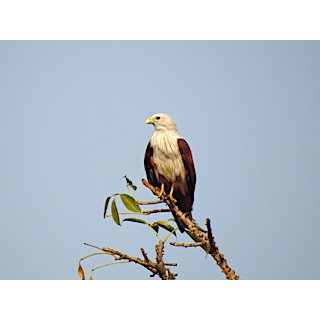 Brahminy Kite (Haliaster indus)