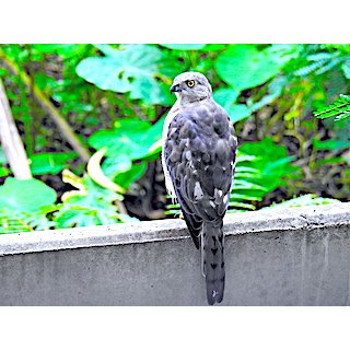 Eurasian Sparrowhawk (Accipiter nidus)