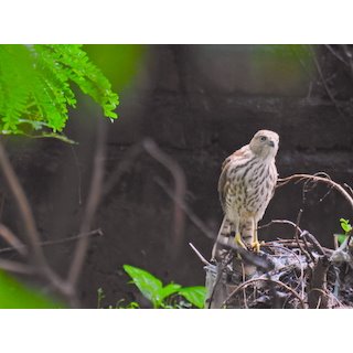 Shikra (Accipiter badius) &amp; (Besra Accipiter virgatus)