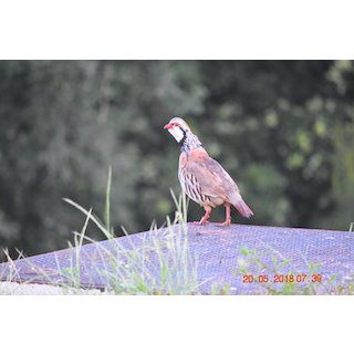 Red-Legged Partridge (Alectoris rufa)