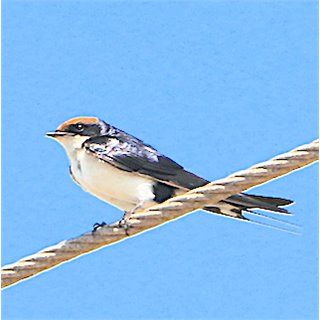 Red-rumped Swallow, Porbundar, March 2021