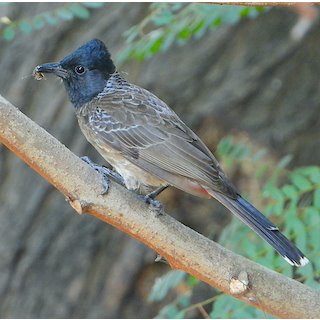 Red-vented Bulbul (Pycnonotus cafer) 2021