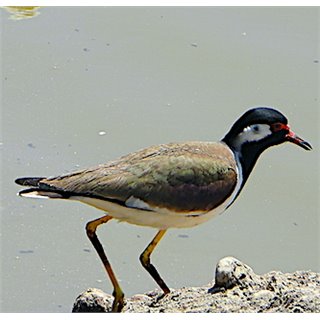Red-wattled Lapwing (Vanellus indicus), Porbundar