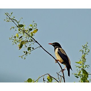 Rosy Starling (Pastor roseus)