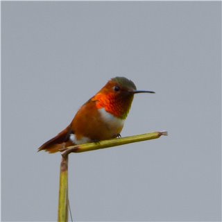 Rufous Hummingbird (Selasphorus rufus)