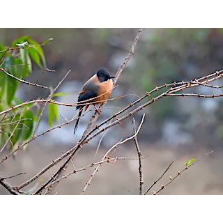 Rufous Sibia (Leioptila annectans)