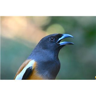 Rufous Treepie (Dendrocitta vagabunda)