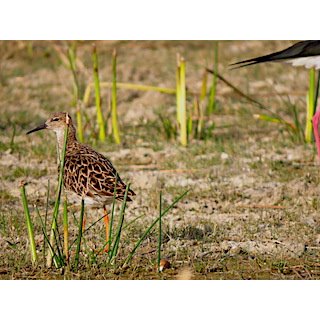 Sandpipers: Ruff, Common Sandpiper &amp; Willet ( Actitis Spp, Philomachus pugnax))