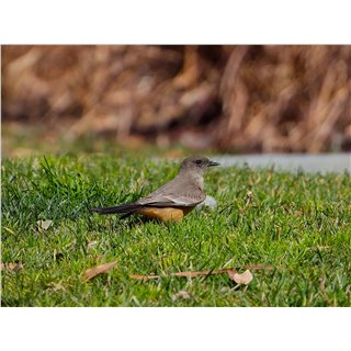 Say&#39;s Phoebe (Sayornis saya)