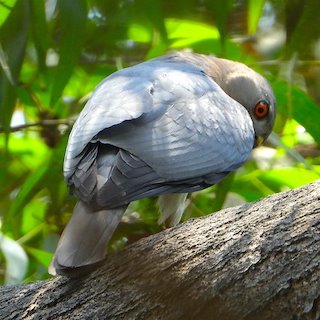 Shikra (Accipiter badius) 2021