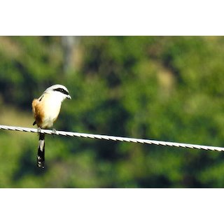 Shrikes (Lanius spp.)