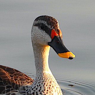 Spot-billed Ducks (Anas poecilorhyncha) West Coast Gujarat.