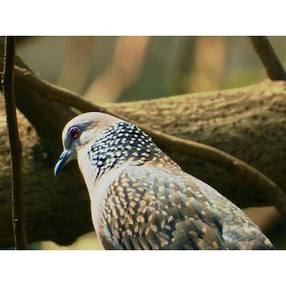 Spotted Dove (Spilopelia chinensis)